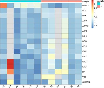 Changes in the Salivary Proteome Associated With Canine Pyometra